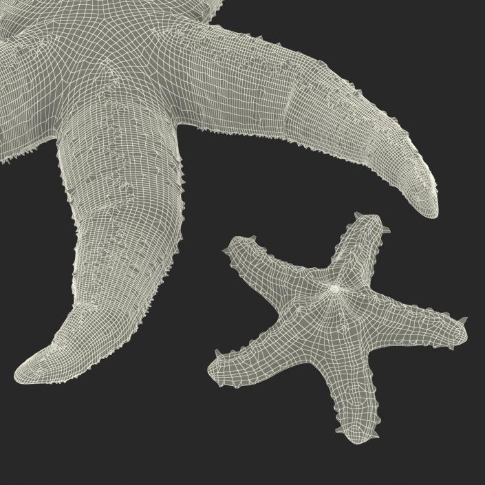 3D Rigged Starfishes Collection model