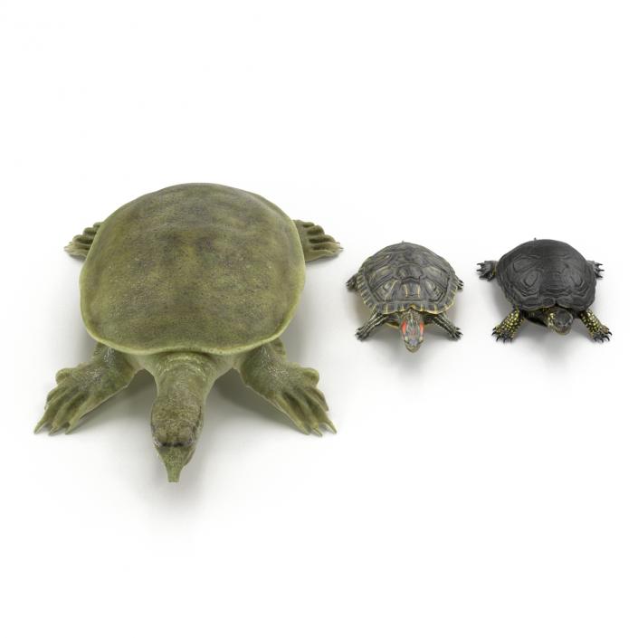 3D model Turtles 3D Models Collection 3