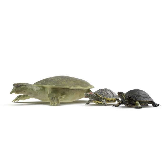 3D model Turtles 3D Models Collection 3