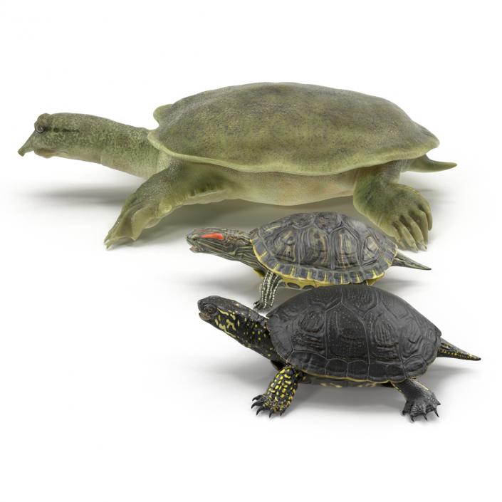 3D model Turtles 3D Models Collection 3