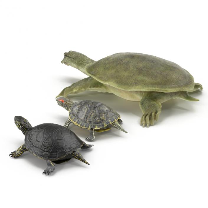 3D model Turtles 3D Models Collection 3