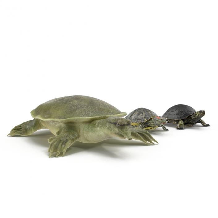 3D model Turtles 3D Models Collection 3