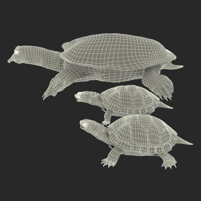 3D model Turtles 3D Models Collection 3