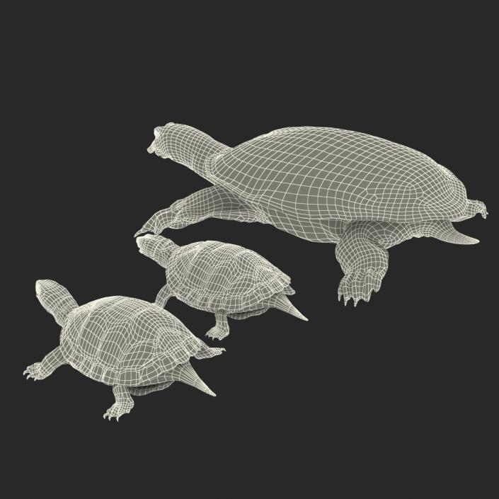 3D model Turtles 3D Models Collection 3