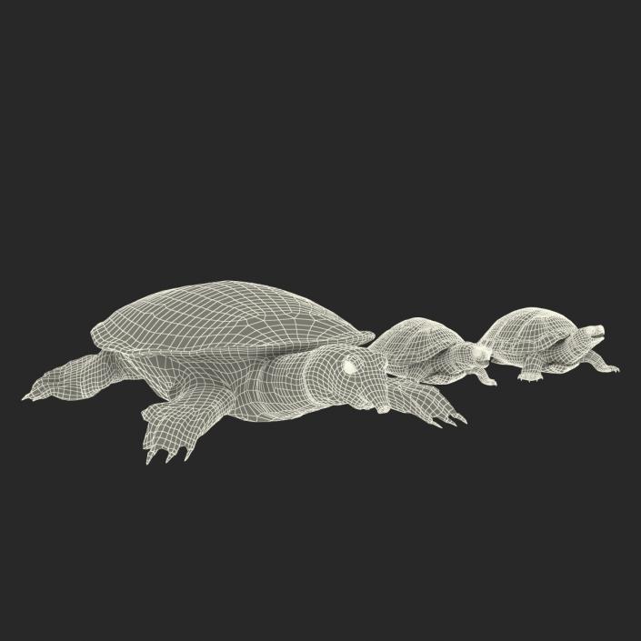 3D model Turtles 3D Models Collection 3