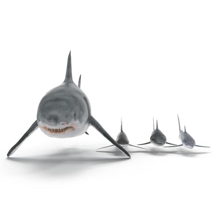 Sharks Collection 9 3D model