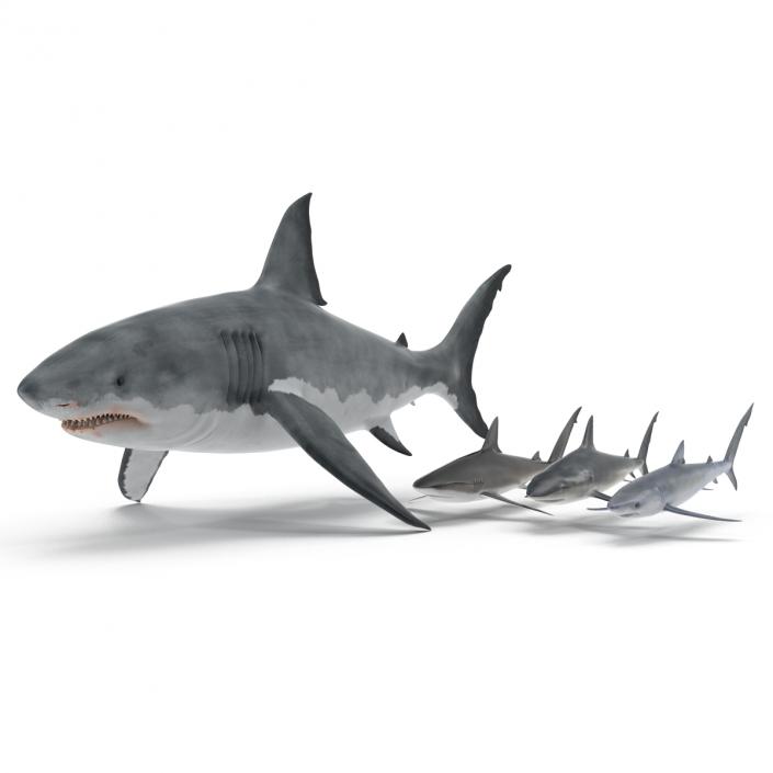 Sharks Collection 9 3D model