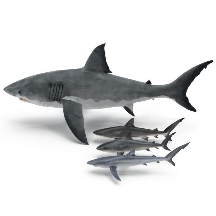 Sharks Collection 9 3D model