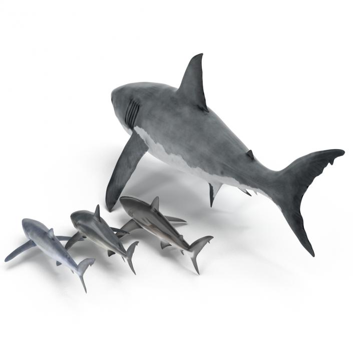 Sharks Collection 9 3D model