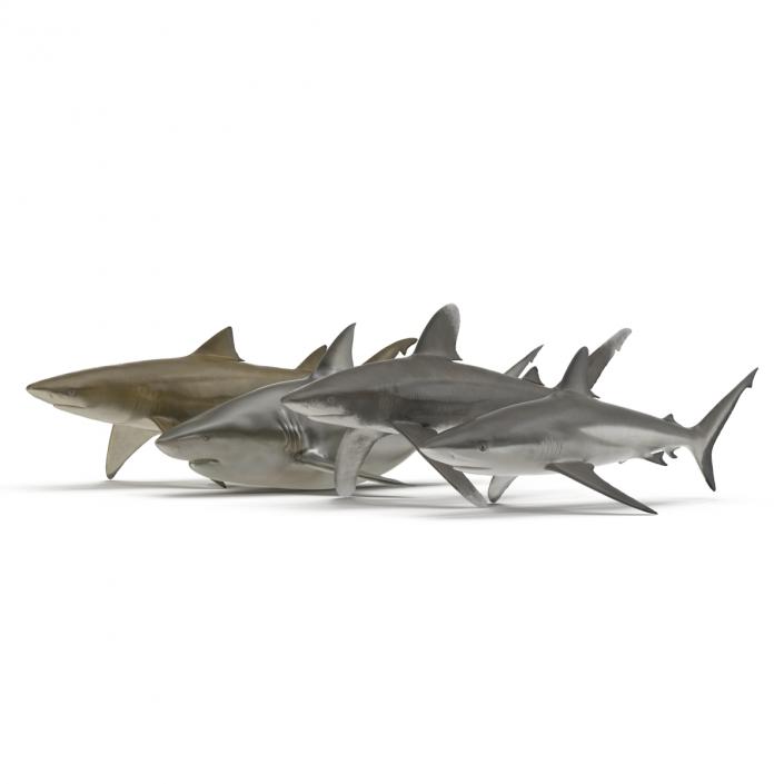 Sharks Collection 9 3D model