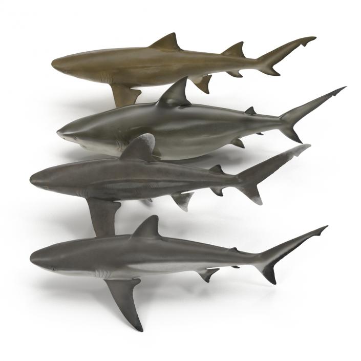 Sharks Collection 9 3D model