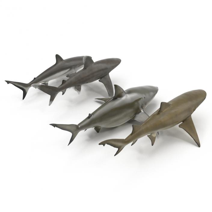 Sharks Collection 9 3D model