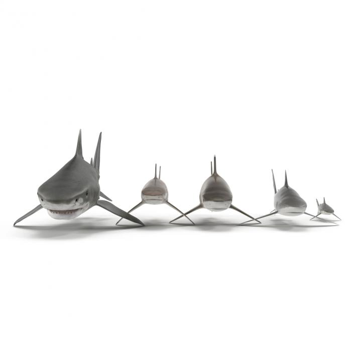 Sharks Collection 9 3D model