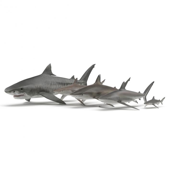 Sharks Collection 9 3D model