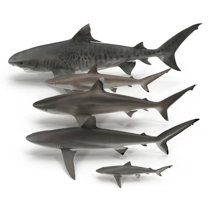 Sharks Collection 9 3D model