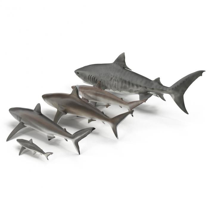 Sharks Collection 9 3D model