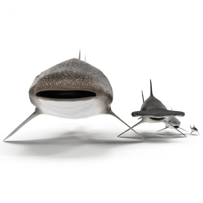 Sharks Collection 9 3D model