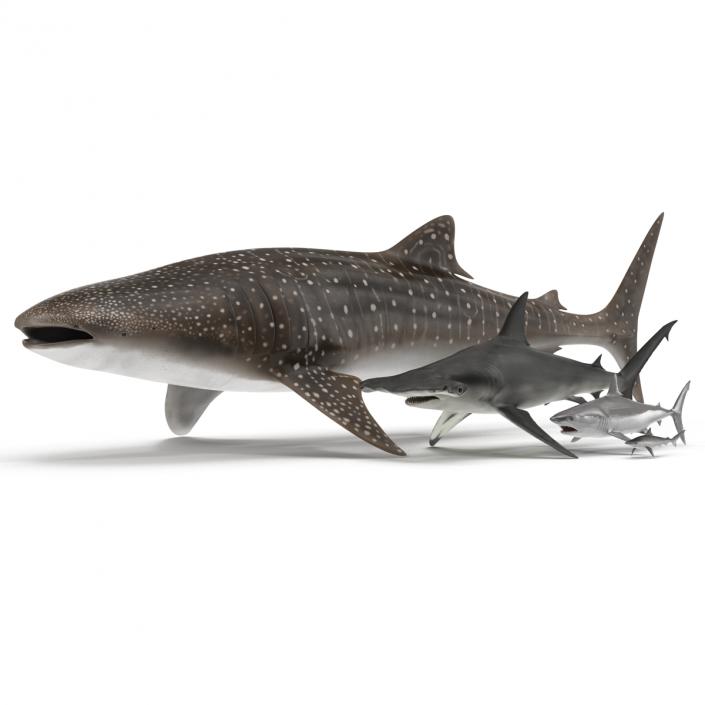 Sharks Collection 9 3D model