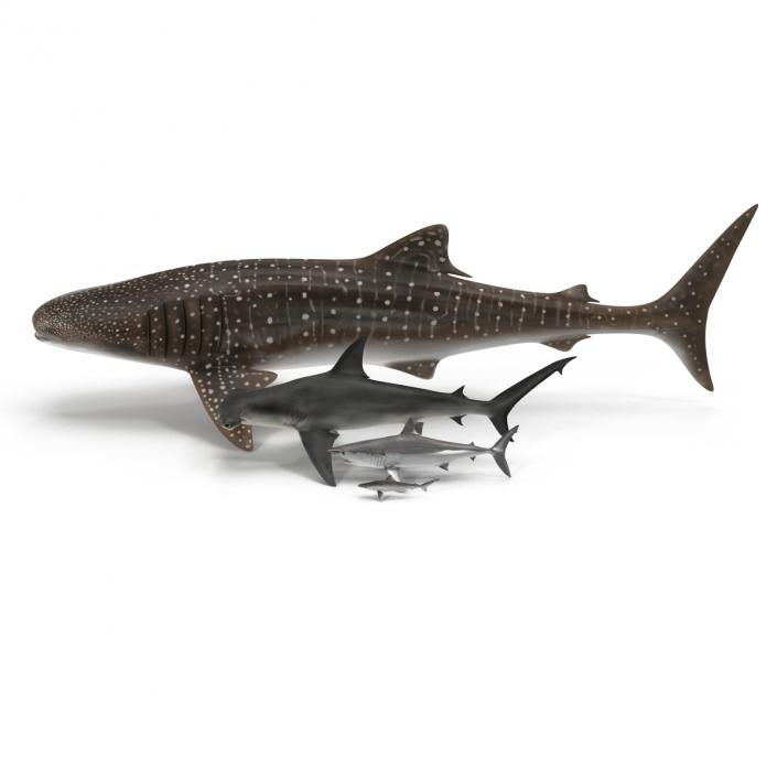 Sharks Collection 9 3D model