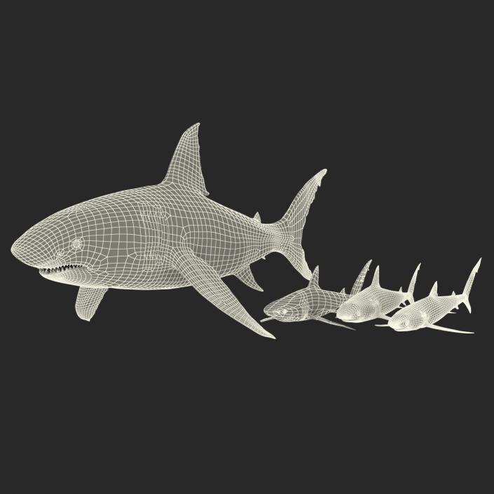 Sharks Collection 9 3D model