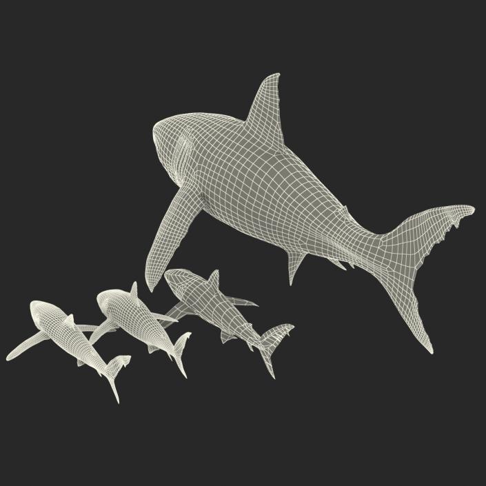 Sharks Collection 9 3D model