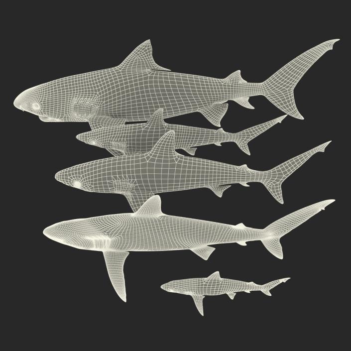 Sharks Collection 9 3D model