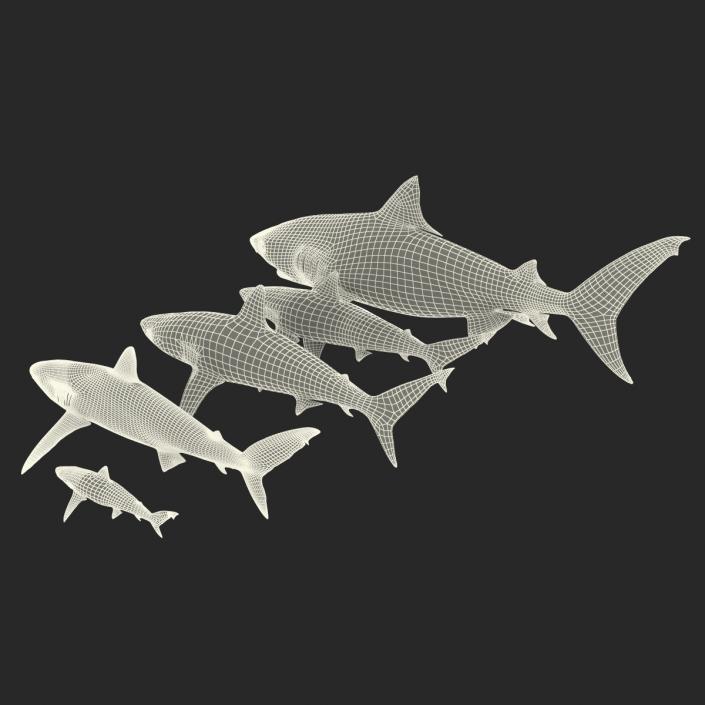 Sharks Collection 9 3D model