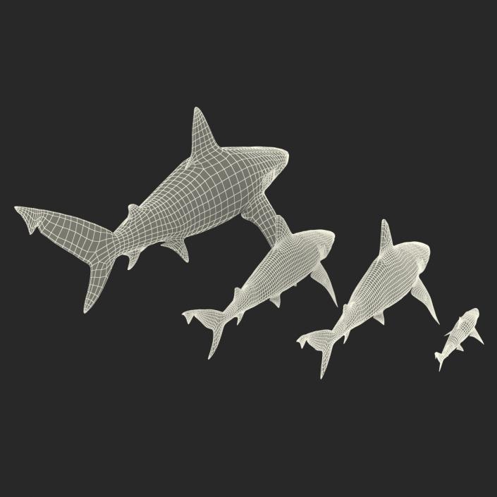 Sharks Collection 9 3D model