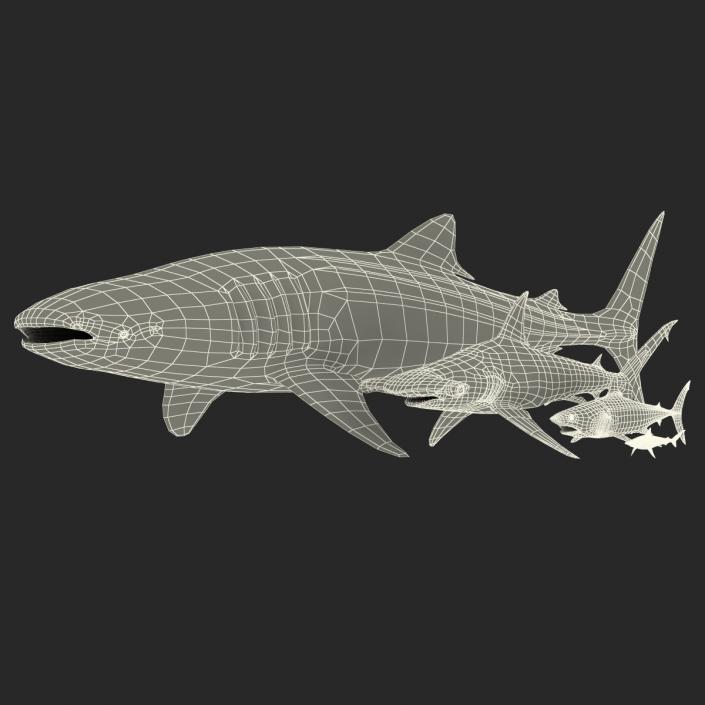 Sharks Collection 9 3D model