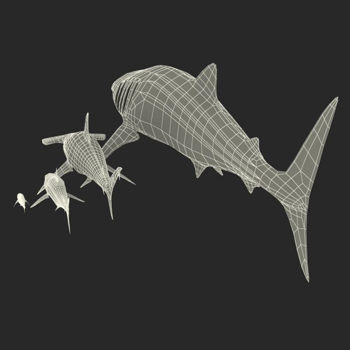 Sharks Collection 9 3D model