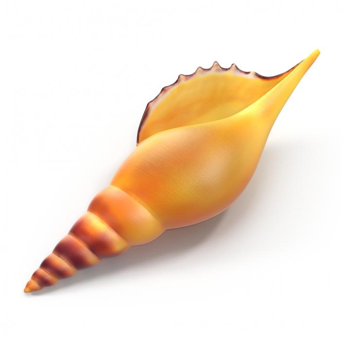 3D model Seashell