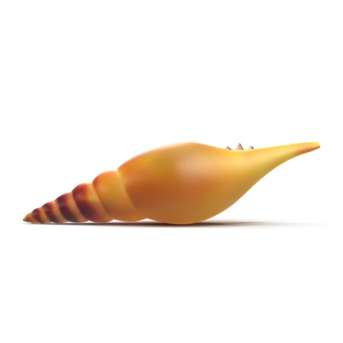 3D model Seashell