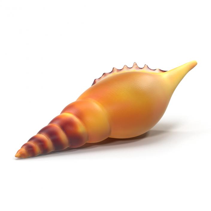 3D model Seashell