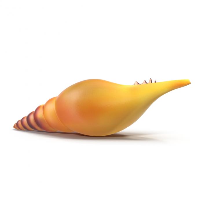 3D model Seashell