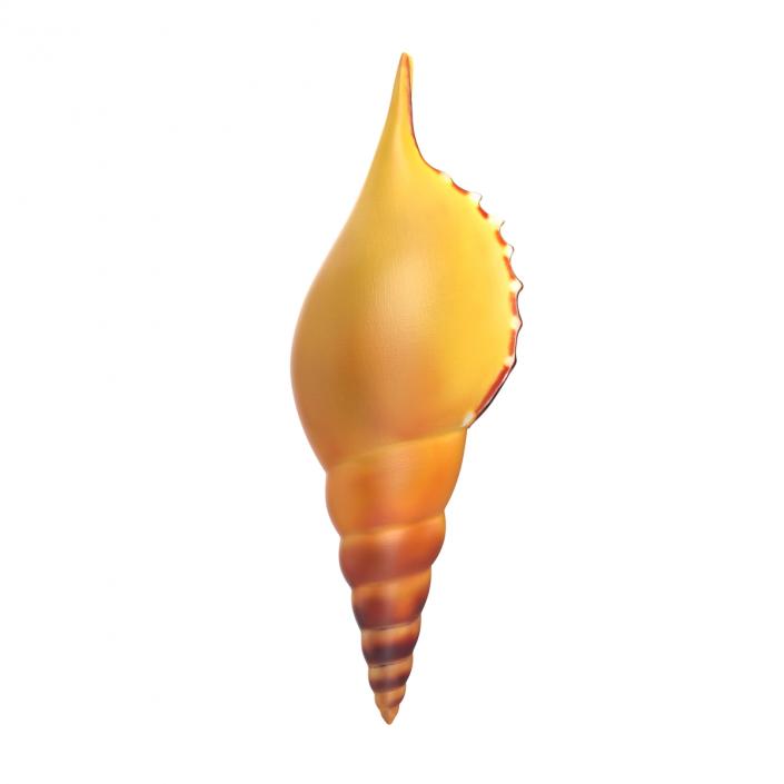 3D model Seashell