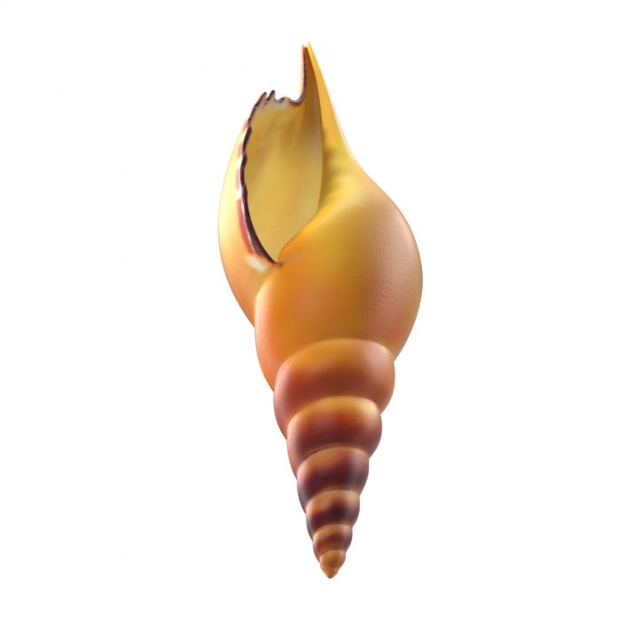 3D model Seashell