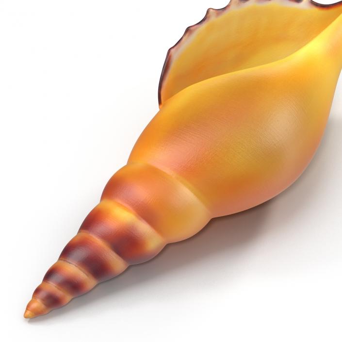 3D model Seashell