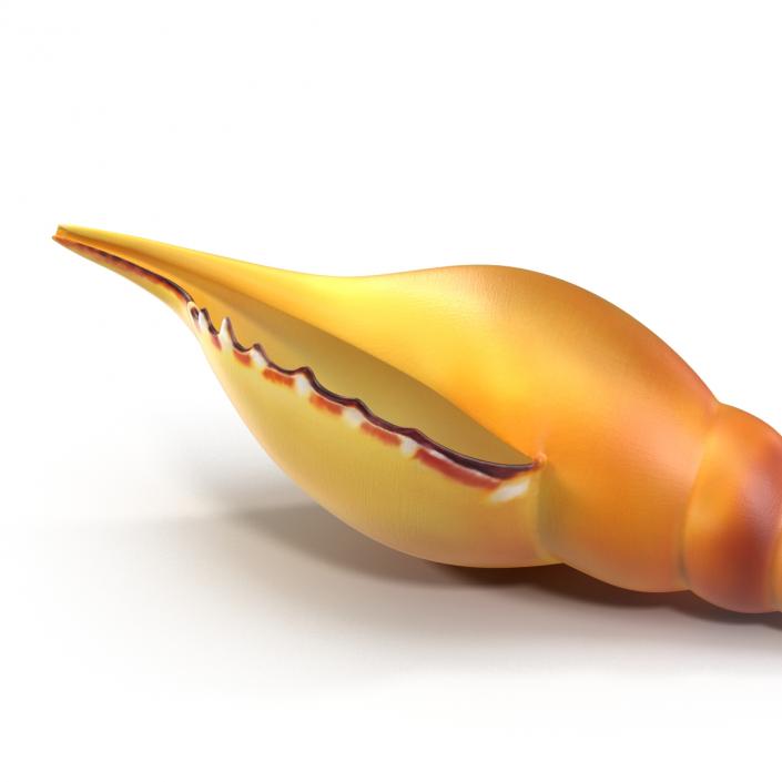 3D model Seashell