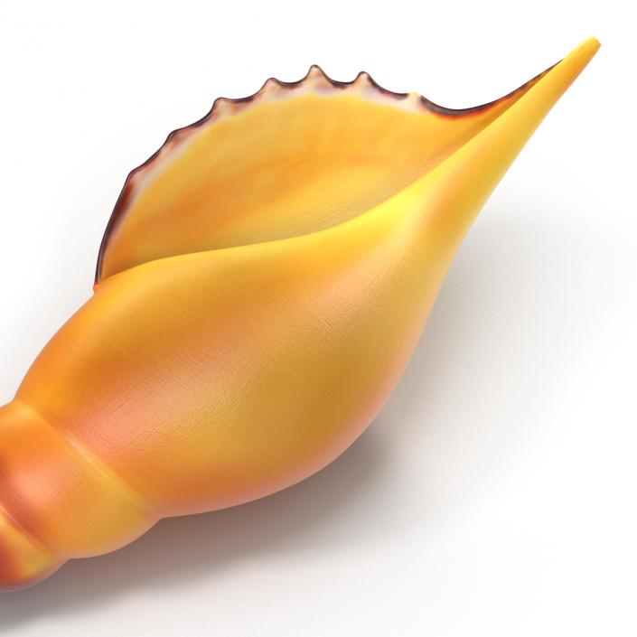 3D model Seashell