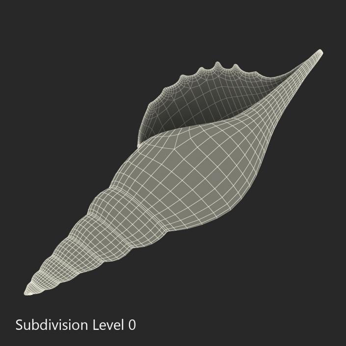 3D model Seashell