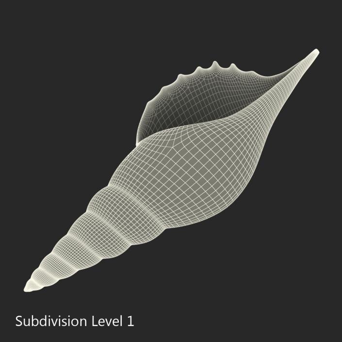 3D model Seashell