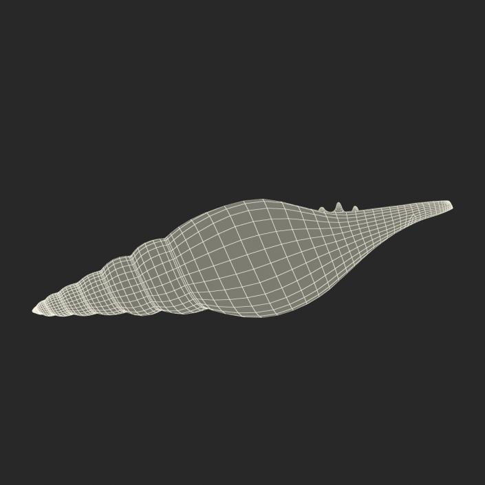 3D model Seashell