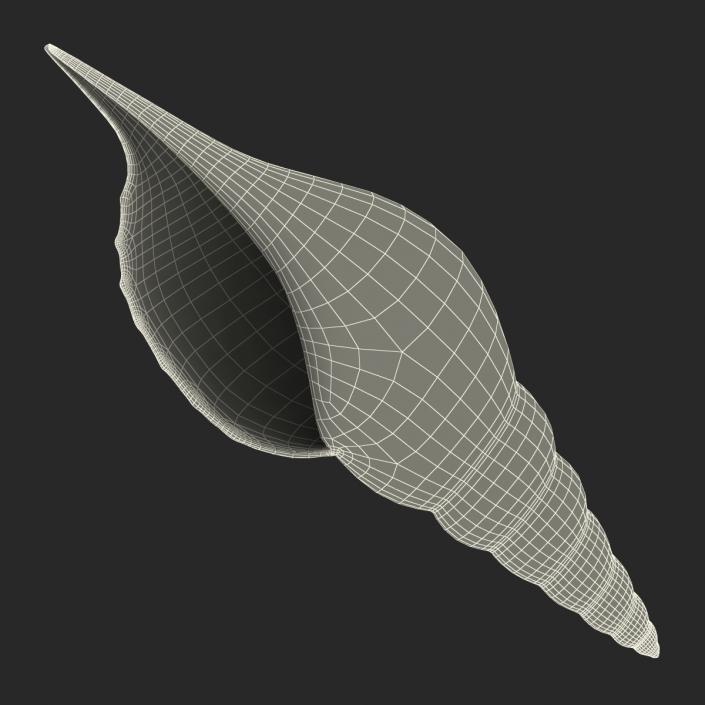 3D model Seashell