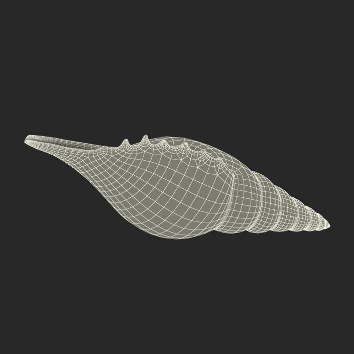 3D model Seashell