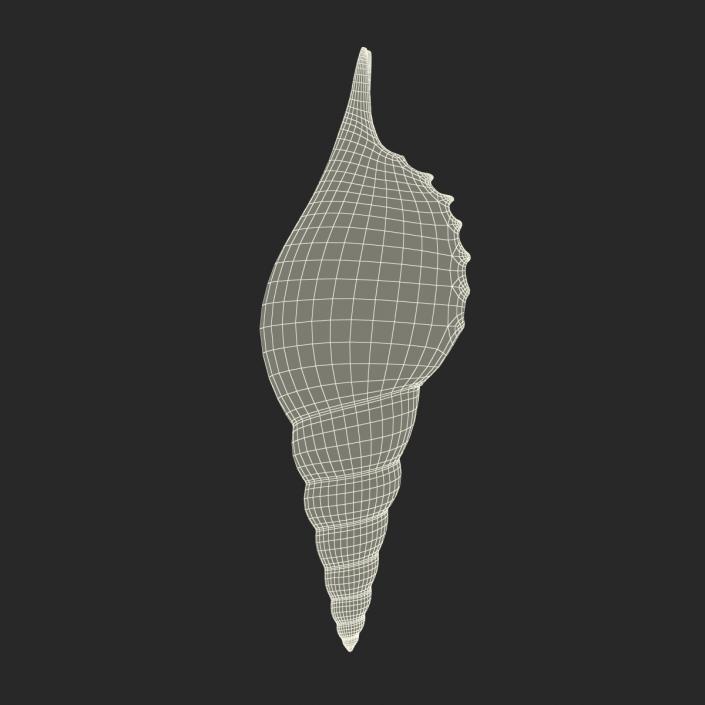 3D model Seashell