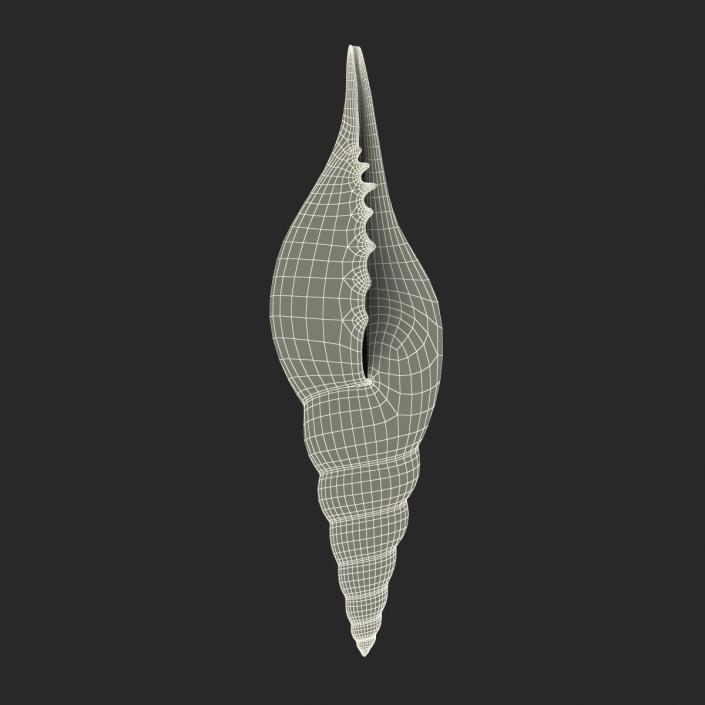 3D model Seashell