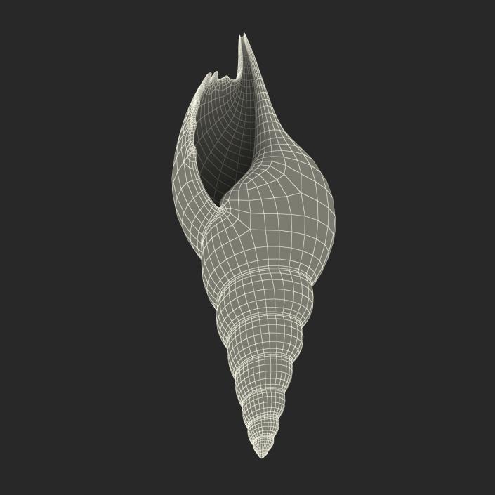 3D model Seashell