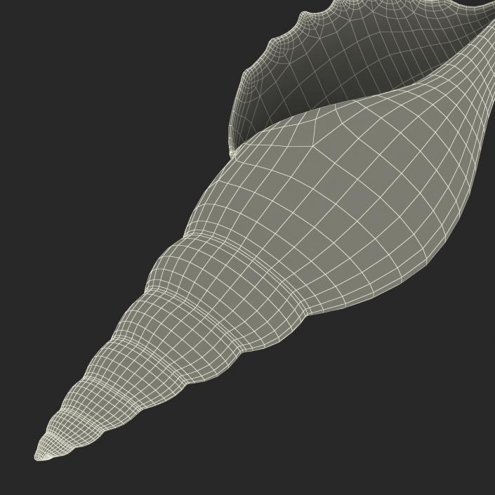 3D model Seashell