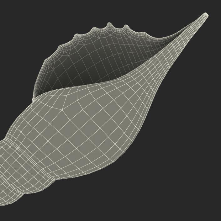 3D model Seashell