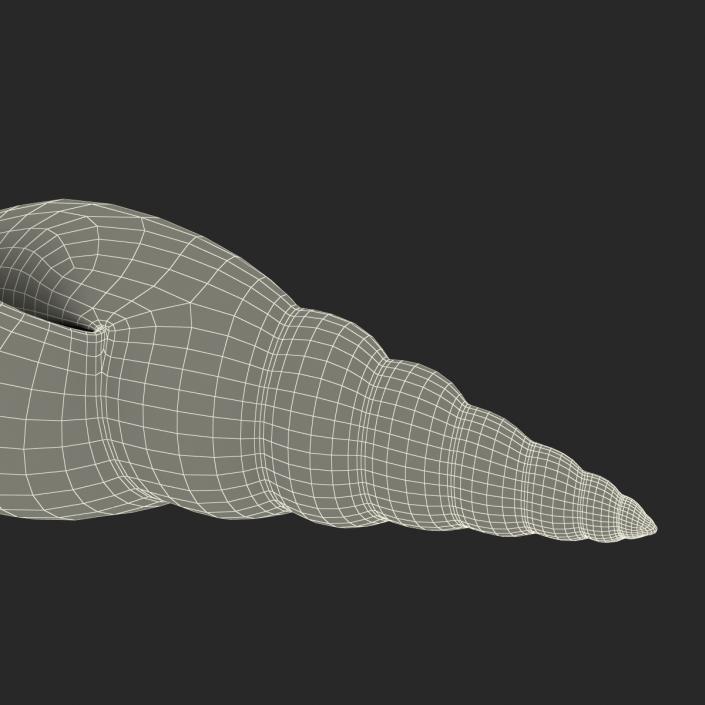 3D model Seashell